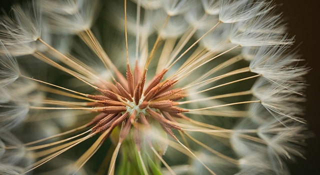 A day on the farm with the SIGMA 105mm F2.8 DG DN Macro | Art