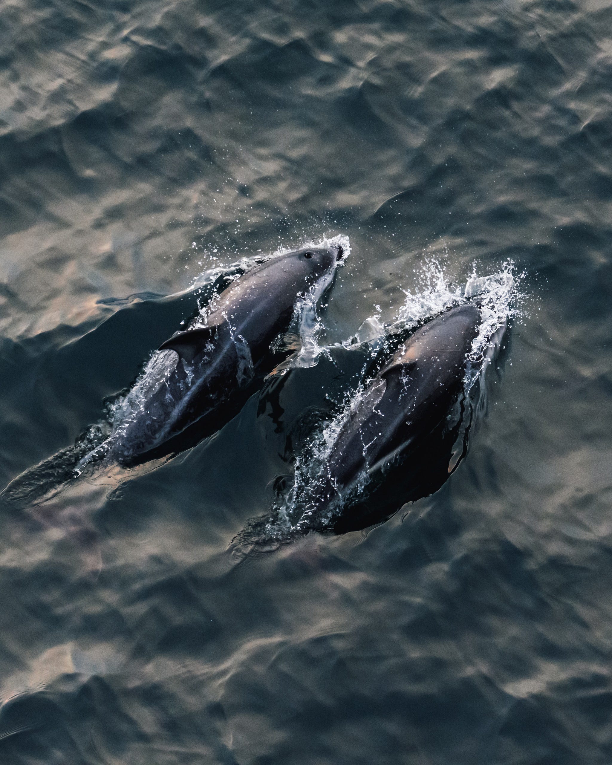 Dylan McBurney on Antarctica, wildlife and the Sigma 60–600mm F4.5–6.3 DG DN OS | Sports