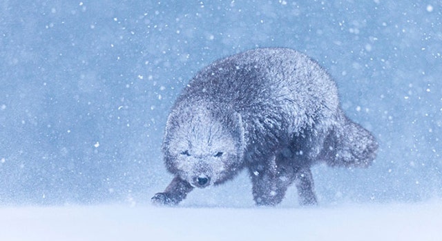 The blue morph Artic fox captured with the SIGMA 14-24mm F2.8 DG HSM | Art and the SIGMA 150-600mm F5-6.3 DG OS HSM | Sports lenses